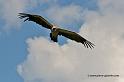 vautour_6778