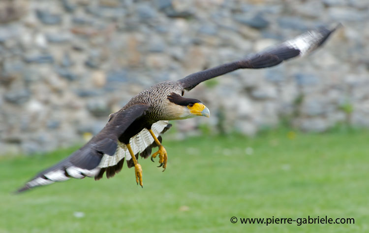 caracara_1185.jpg