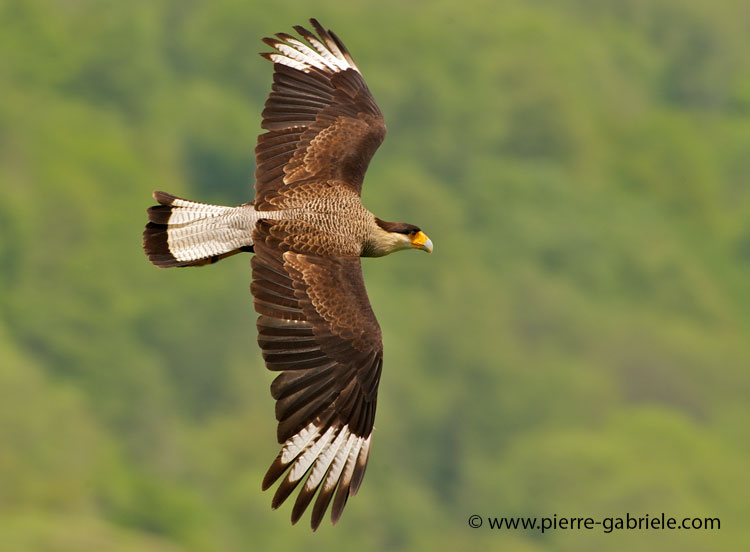 caracara_3297.jpg