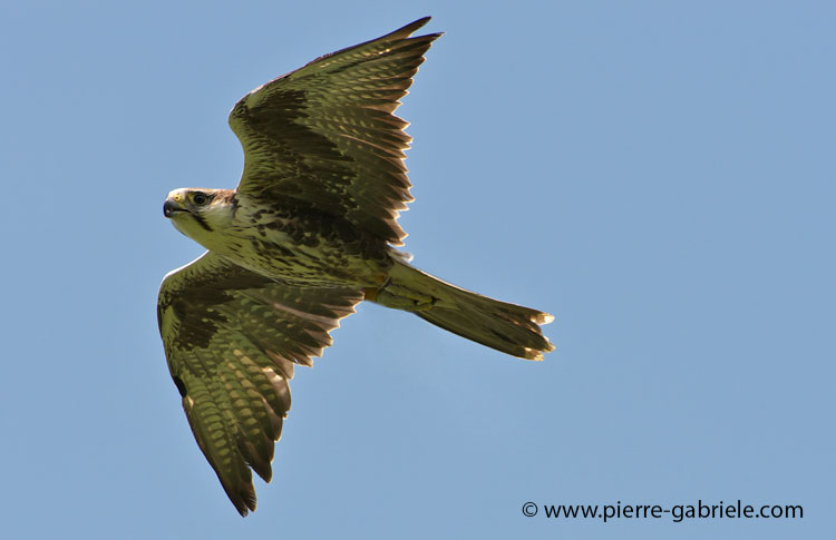 faucon_3260.jpg