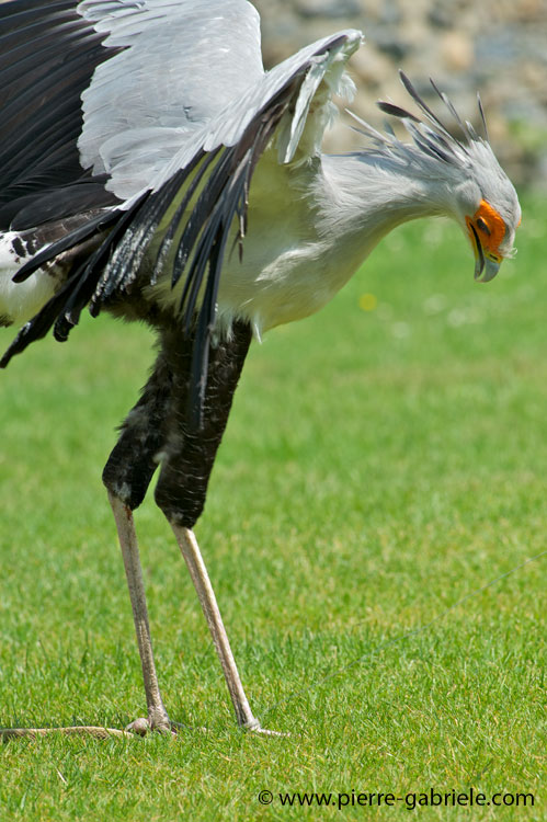 serpentaire_3285.jpg