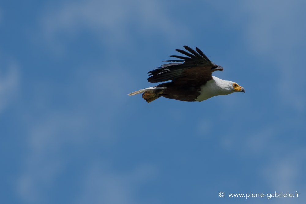 pygargue-d500_2064.jpg