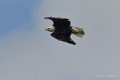 pygargue-gh7_0766