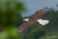 pygargue-gh7_0772