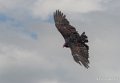 urubu-gh6_5052