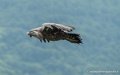 vautour-g91_9967