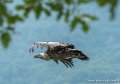 vautour-g91_9968
