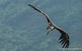 vautour-g91_9969