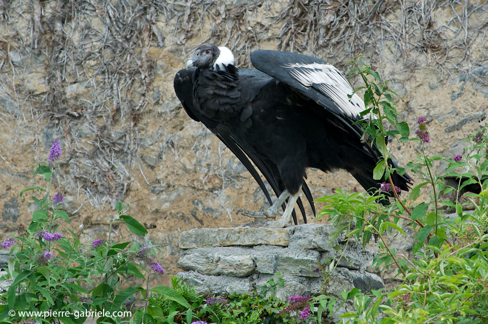 condor_8008.jpg