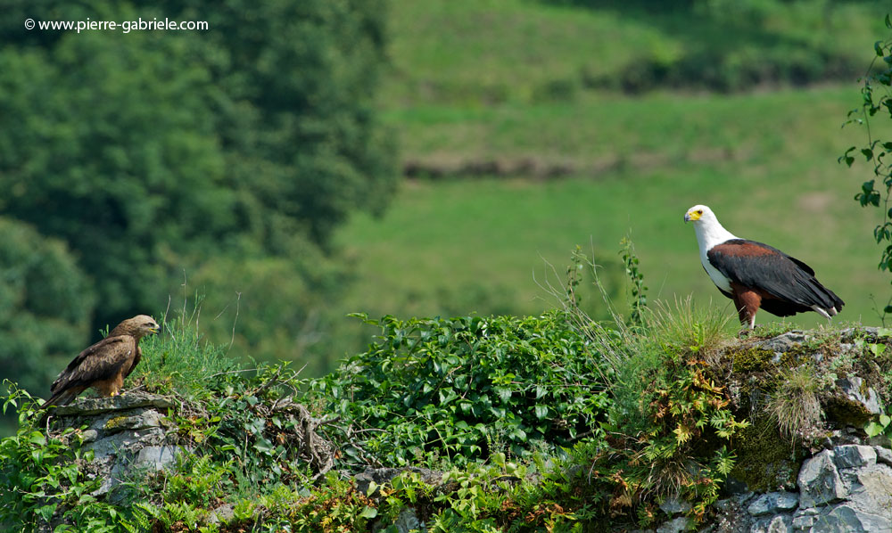 pigargue_8040.jpg