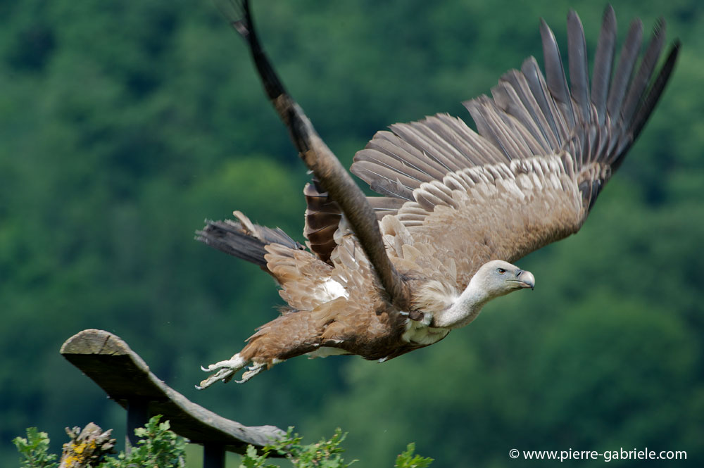 vautour_8118.jpg