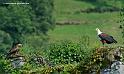 pigargue_8040