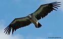 vautour_8123