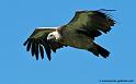 vautour_8127