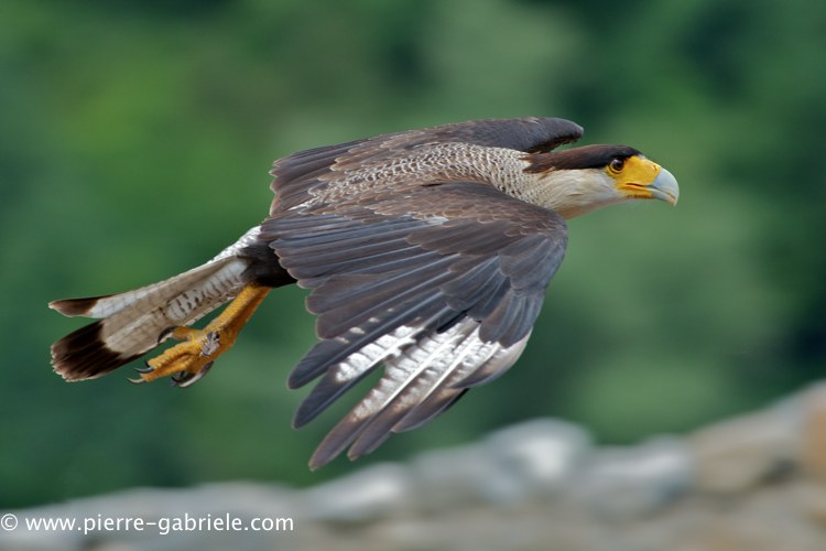 caracara_0048.jpg