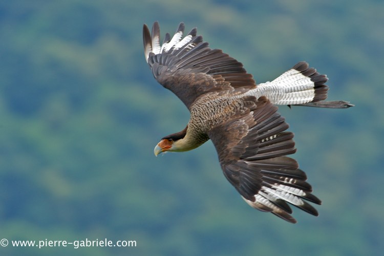 caracara_0180.jpg