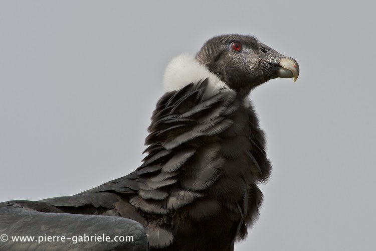 condor_0093.jpg