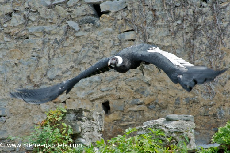 condor_0095.jpg