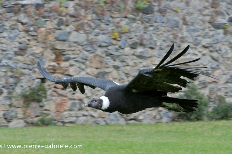 condor_0239.jpg