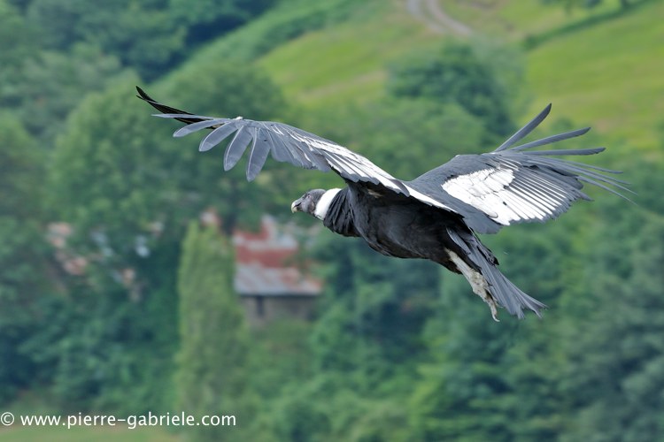 condor_0241.jpg