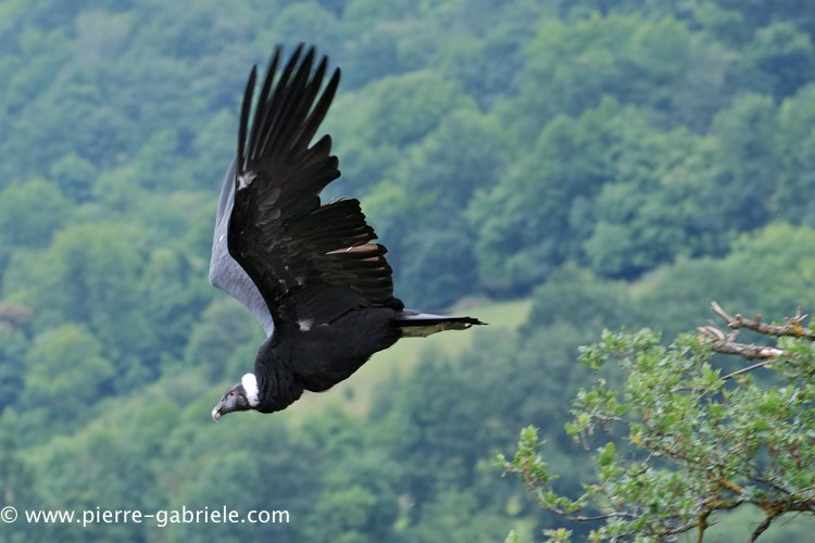 condor_0242.jpg