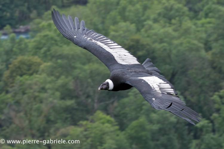 condor_0245.jpg