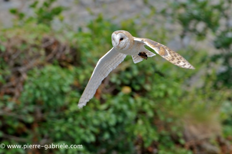 effraie_0210.jpg