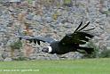 condor_0239
