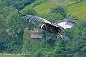 condor_0241