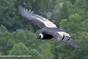 condor_0246
