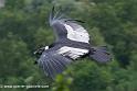 condor_0249