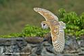 effraie_0066
