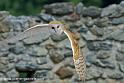 effraie_0067