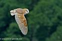 effraie_0072