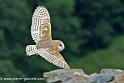 effraie_0074