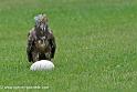 percnoptere_0156