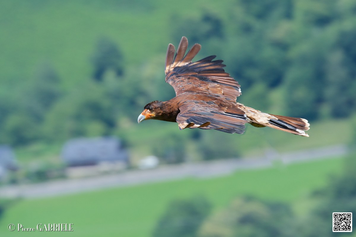 caracara-montagne_4006.jpg
