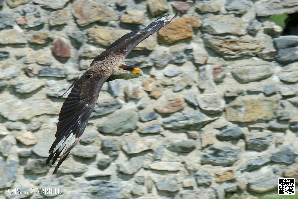 caracara_3973.jpg