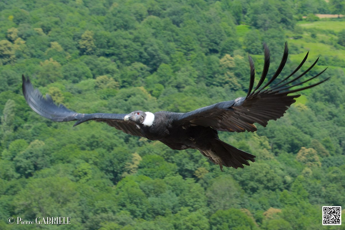 condor_4080.jpg