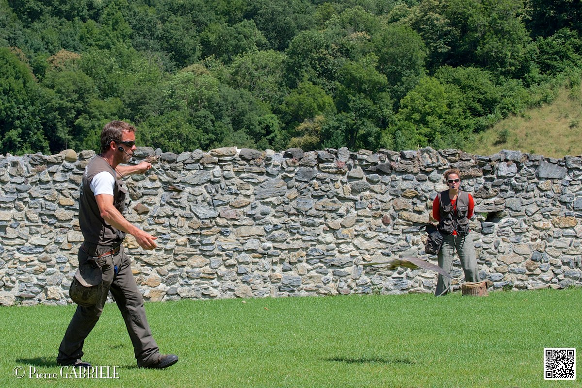 faucon_3915.jpg