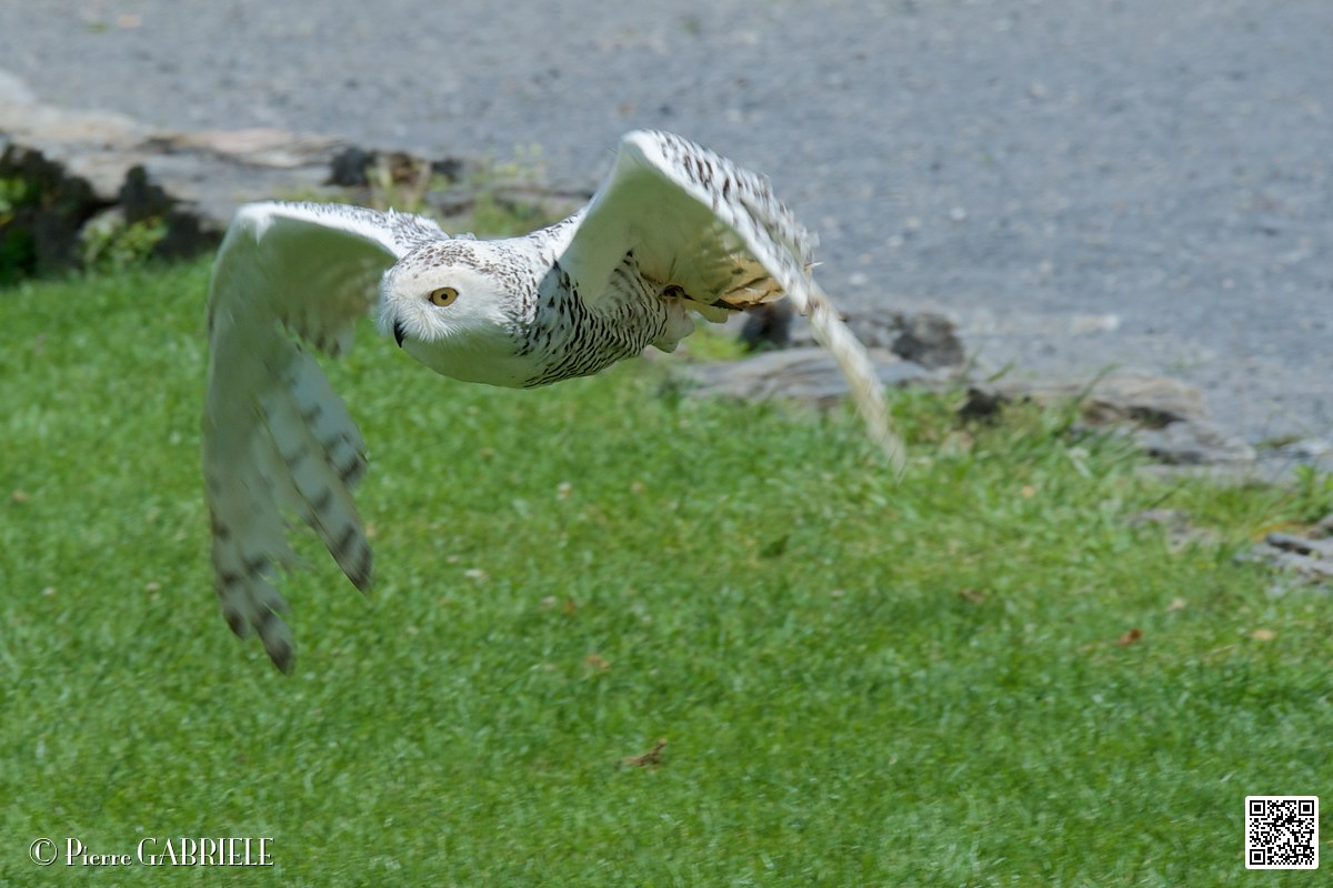 harfang_4039.jpg