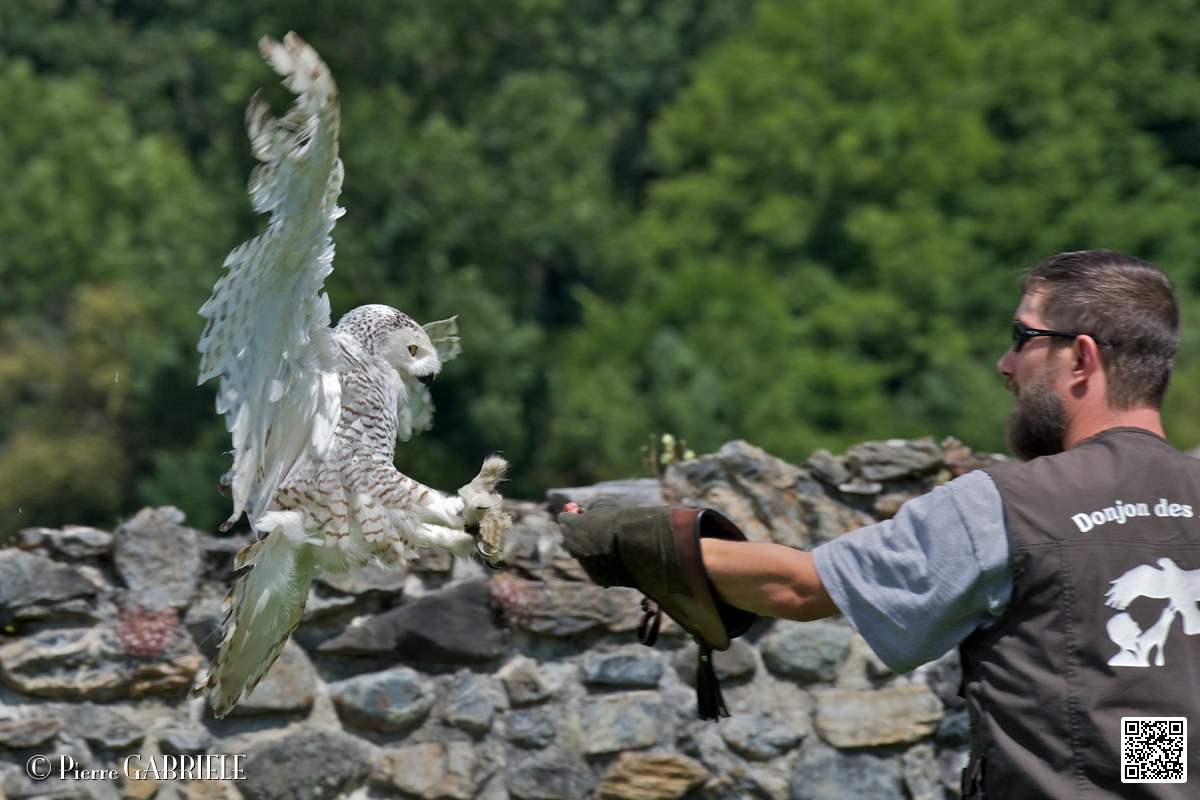 harfang_4058.jpg