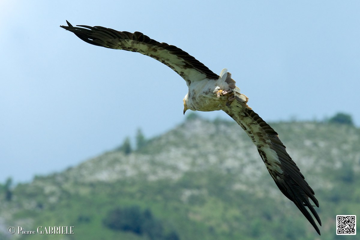 percnoptere_3990.jpg