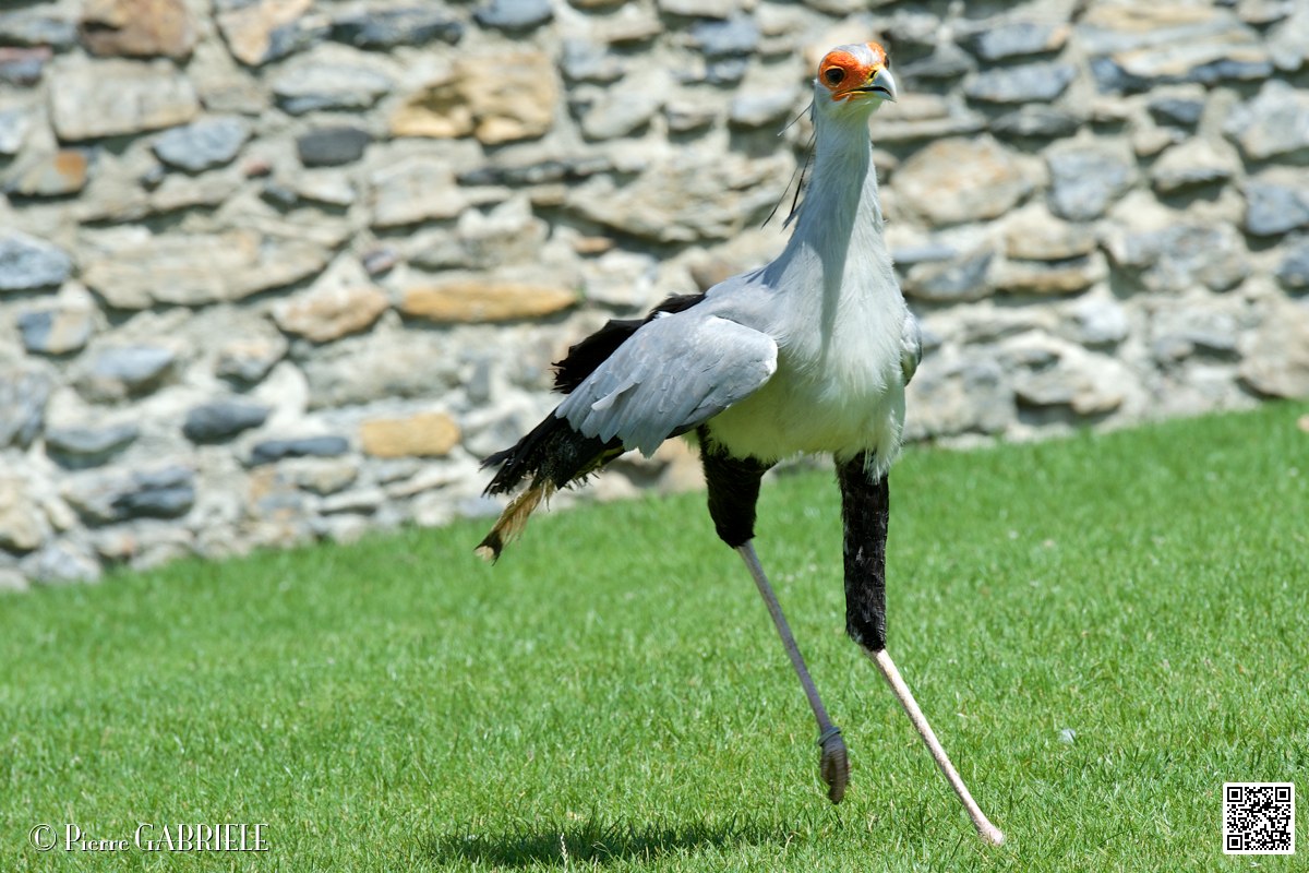 serpentaire_3957.jpg