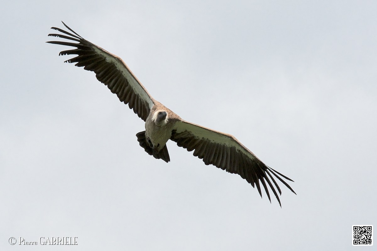 vautour_4079.jpg