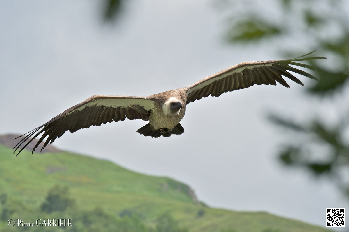 vautour_4086.jpg