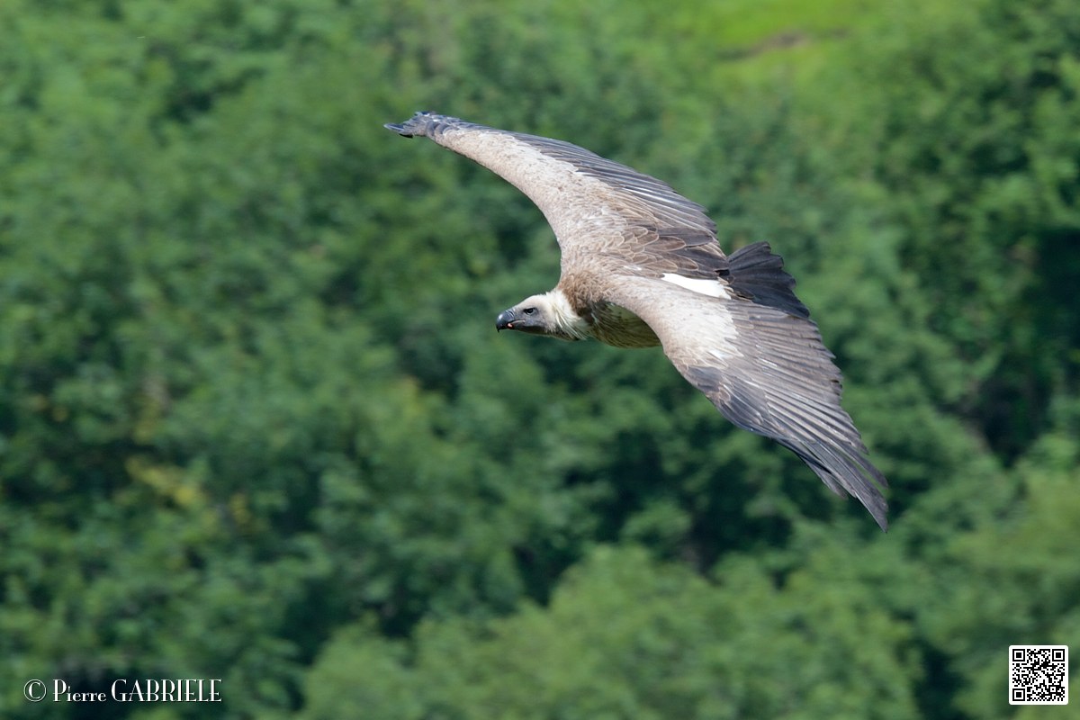 vautour_4087.jpg