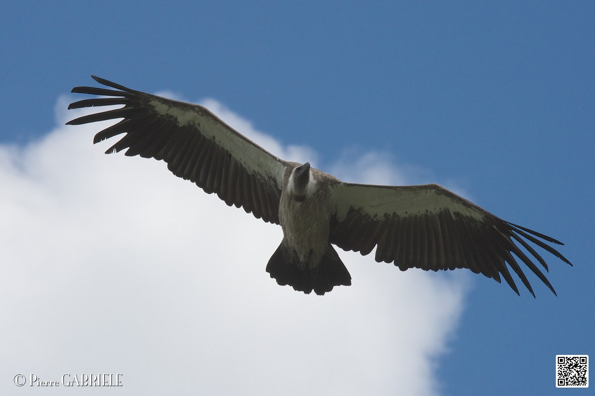 vautour_4108.jpg