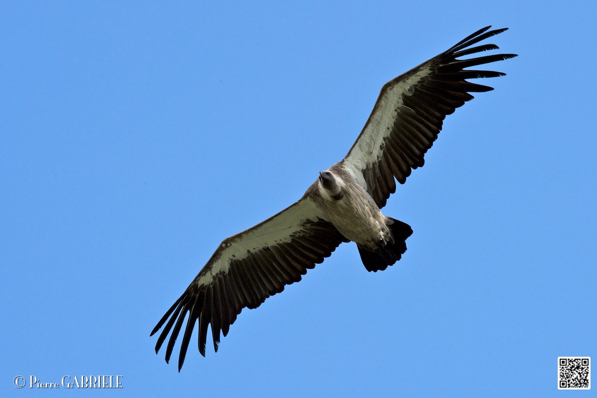 vautour_4111.jpg