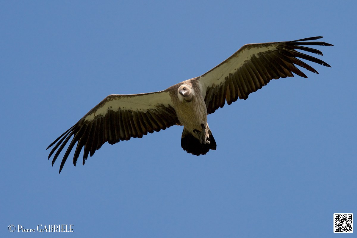vautour_4115.jpg